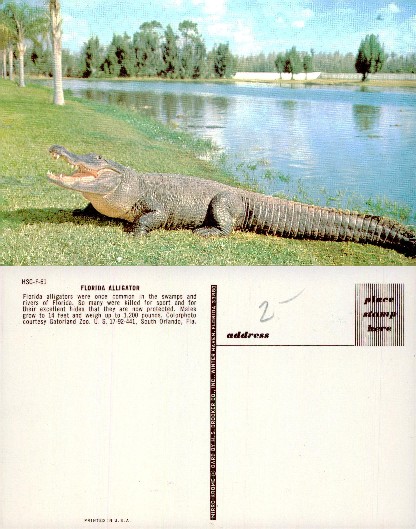 Florida Alligator