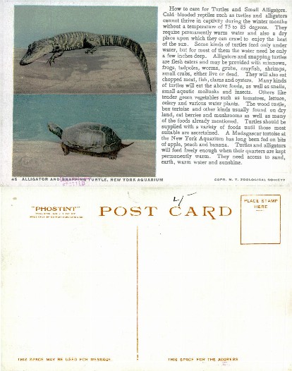 Alligator and Snapping Turtle