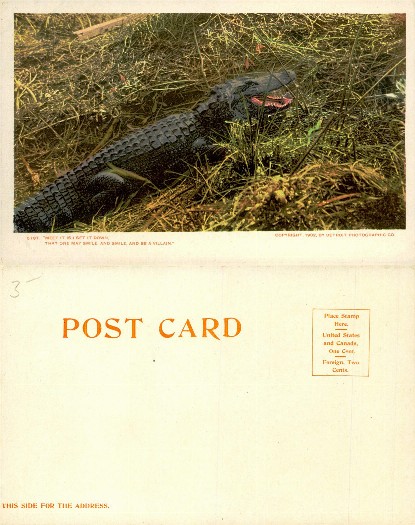 Alligator in Grass with Open Mouth
