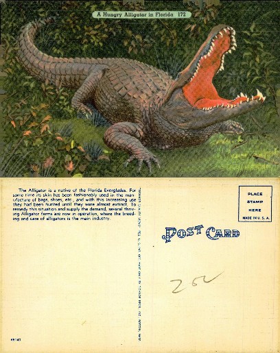 Alligator with Open Mouth
