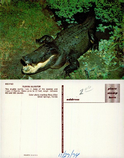Florida Alligator in Natural Habitat