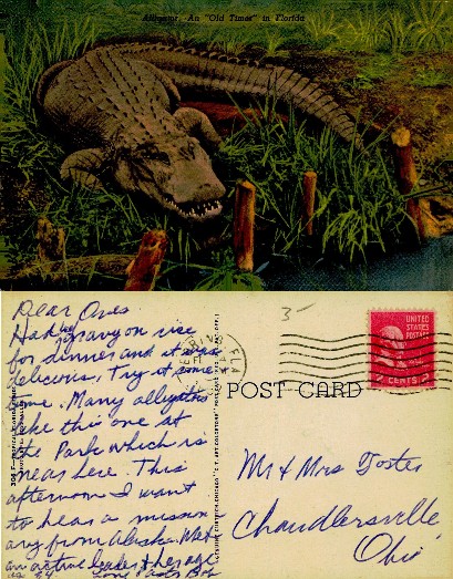 Alligator - An "Old Timer" in Florida