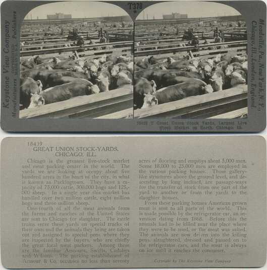 Cattle Pens at Stock Yards