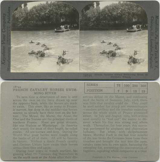 French Cavalry Horses Swimming River