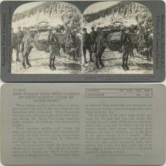 Mules Transporting Alpine Guns