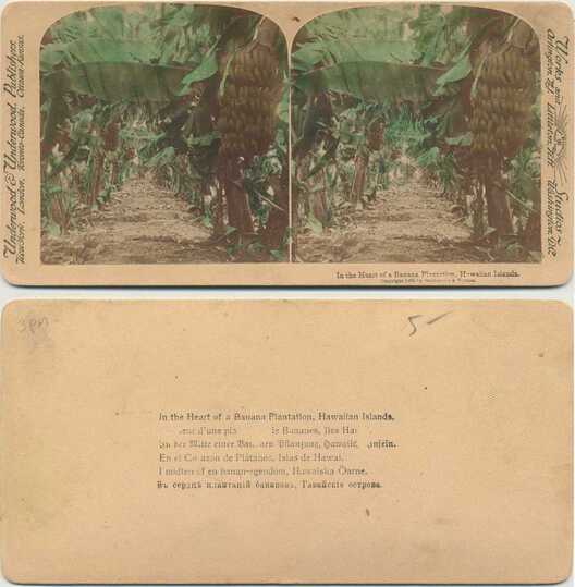 Banana Plantation Interior