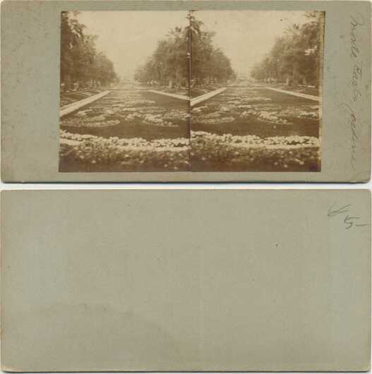 Palm-lined Avenue with Flowers