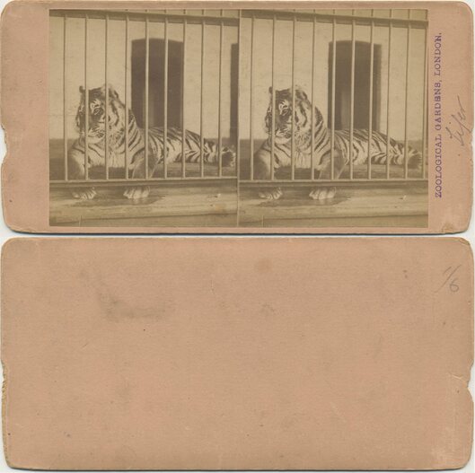 Caged Tiger