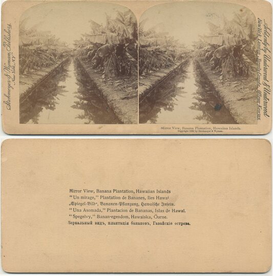 Banana Plantation with Waterway