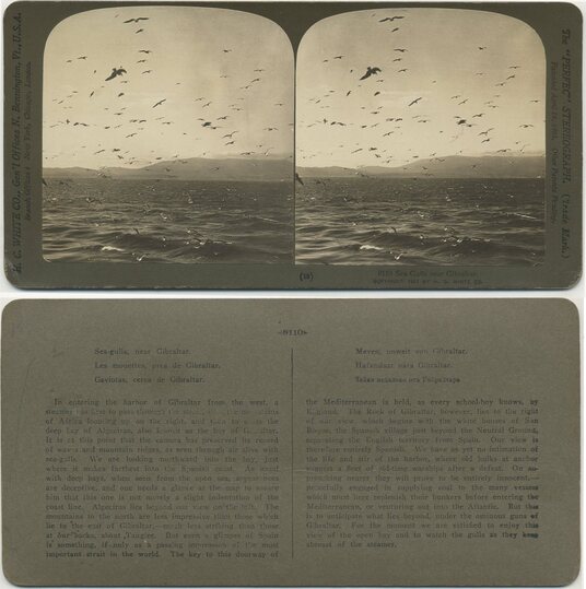 Seagulls over Water near Gibraltar