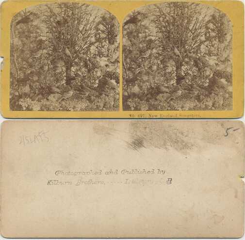 New England Songbirds in Tree