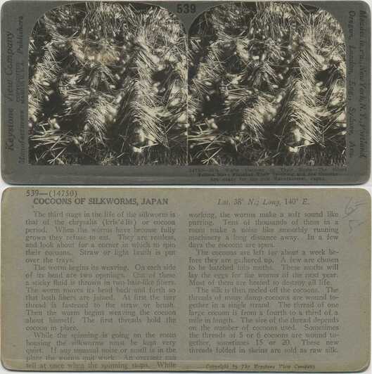 Silkworm Cocoons in Nests