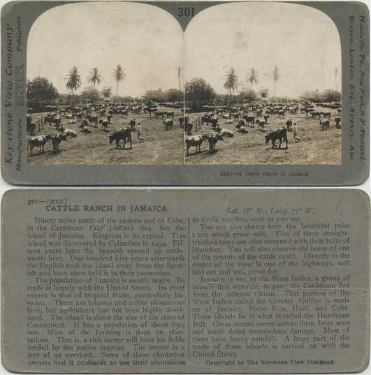 Cattle Ranch in Jamaica