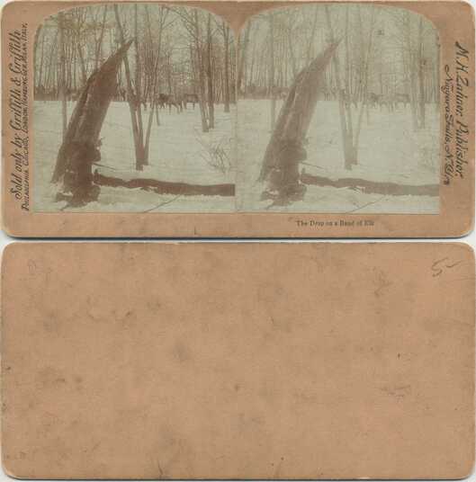 Elk in Snowy Woods