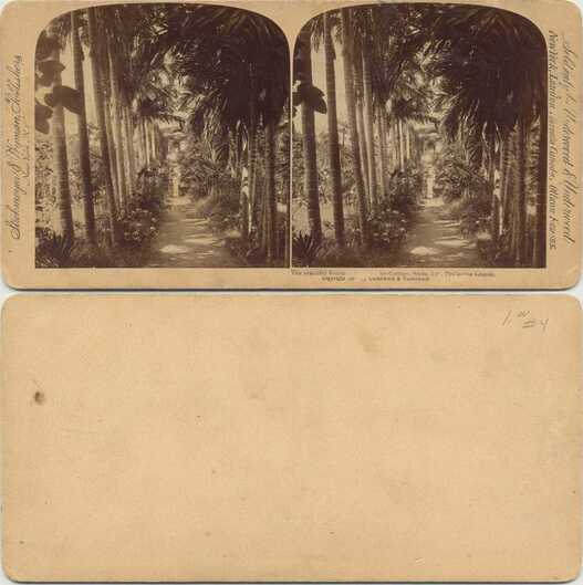 Palm-lined Path to Cottage