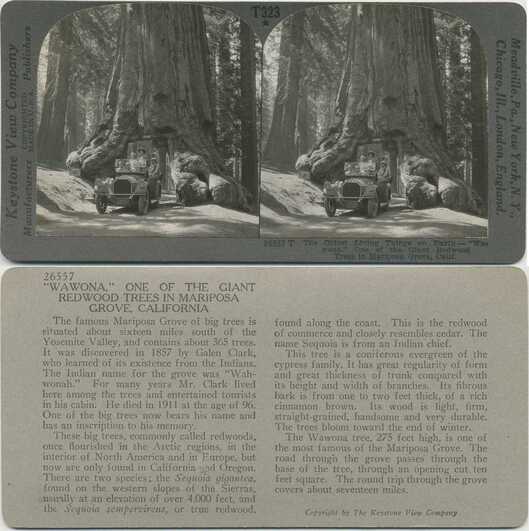 Car Driving Through Wawona Tree