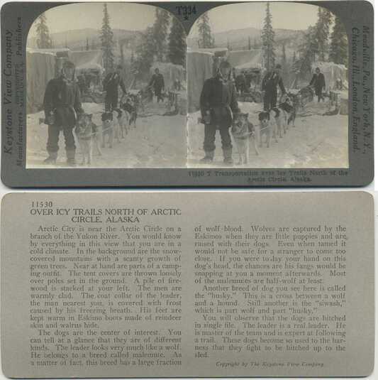 Arctic Dog Sledding Camp