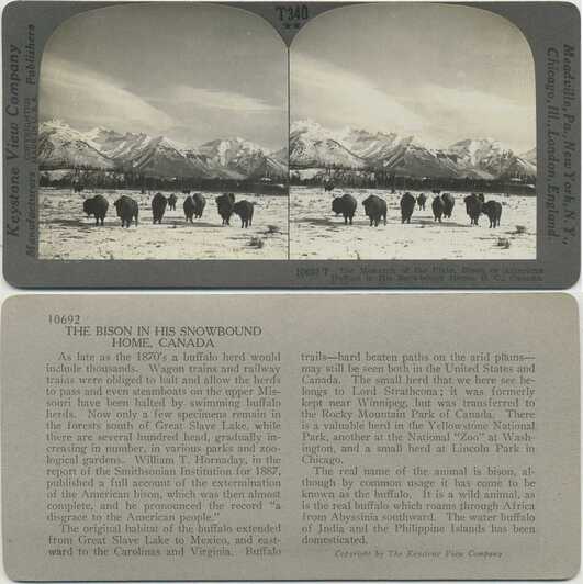 Bison Herd in Snowy Mountains