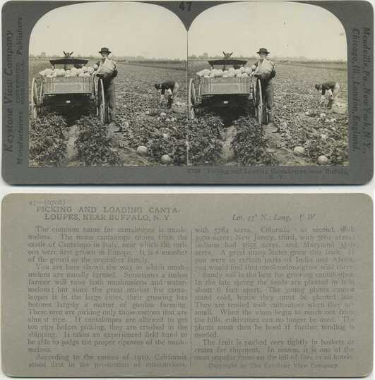 Picking and Loading Cantaloupes