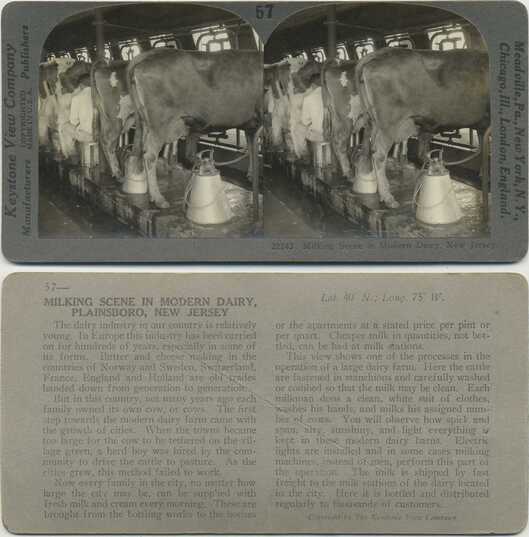 Milking Scene in Modern Dairy