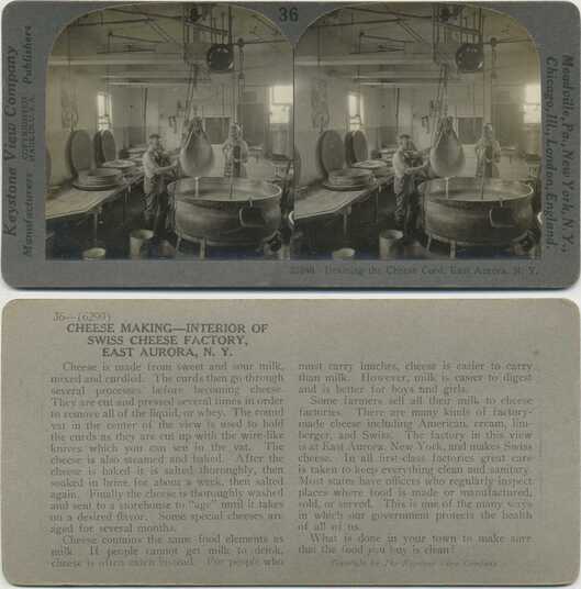 Draining Cheese Curd in Factory