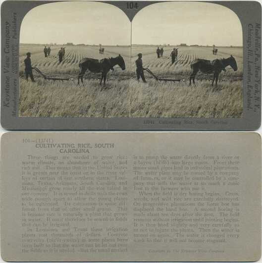 Cultivating Rice Field