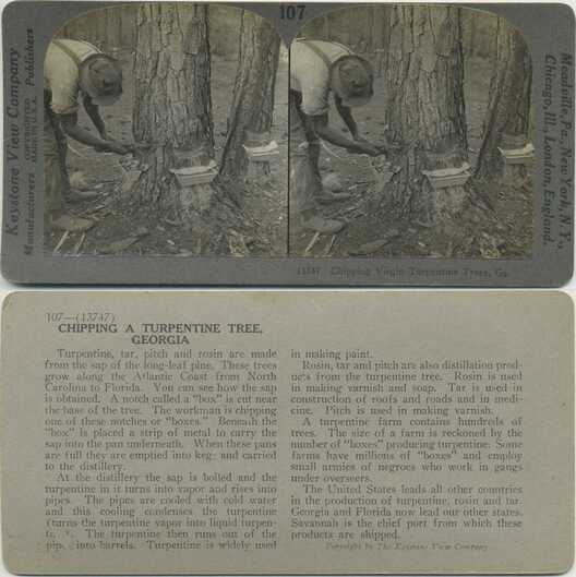 Chipping Turpentine Trees