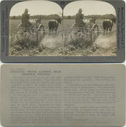 Man Spraying Potato Plants