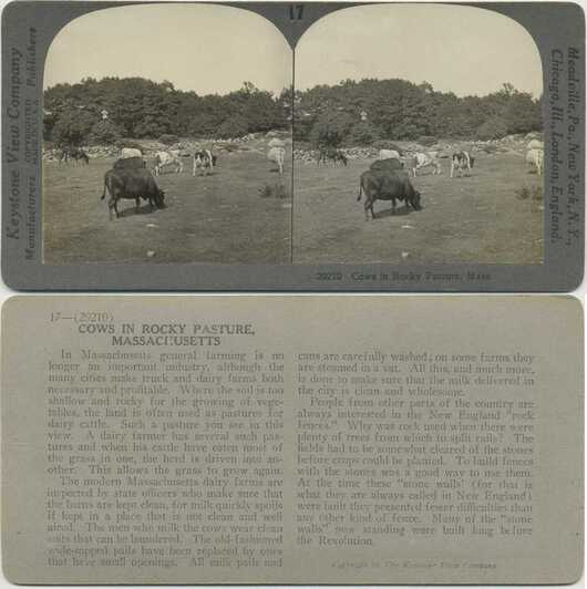 Cows in Rocky Pasture