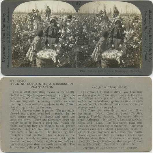 Picking Cotton on a Plantation