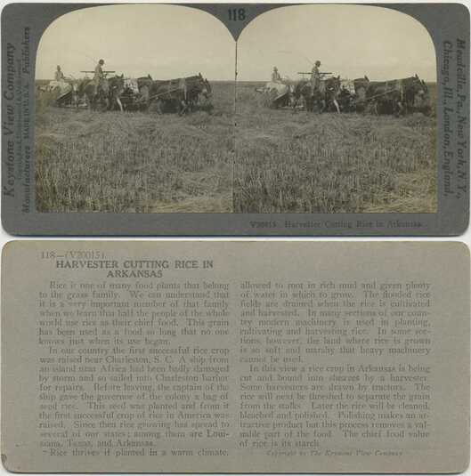 Harvester Cutting Rice in Arkansas
