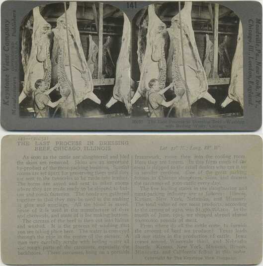 Beef Carcass Washing, Packing Plant