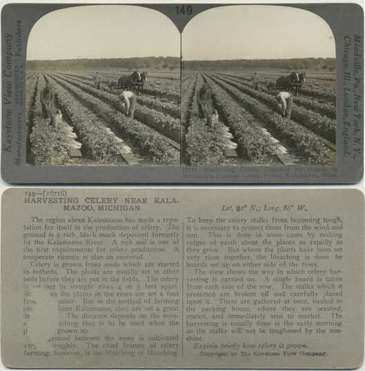 Celery Field Harvesting
