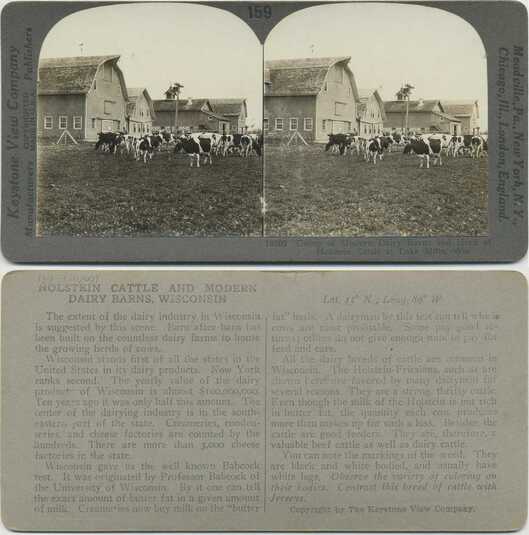 Dairy Barns with Holstein Cattle
