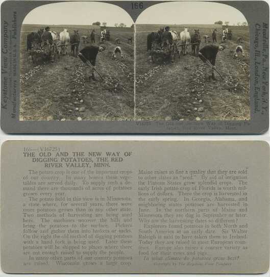 Potato Harvesting, Old and New Way