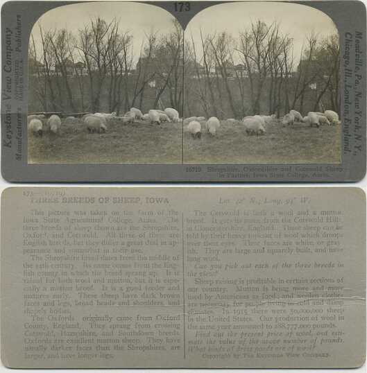 Three Breeds of Sheep in Pasture