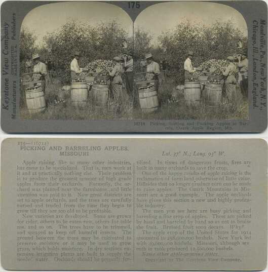 Apple Picking and Packing