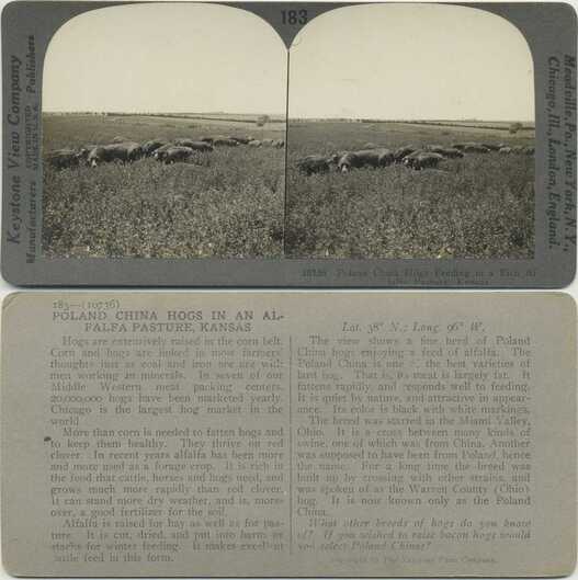 Hogs Grazing in Alfalfa Pasture
