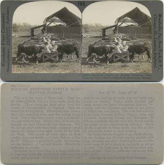 Cattle in Open Air Feeding Pens