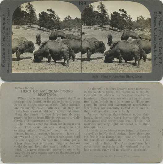 Herd of American Bison