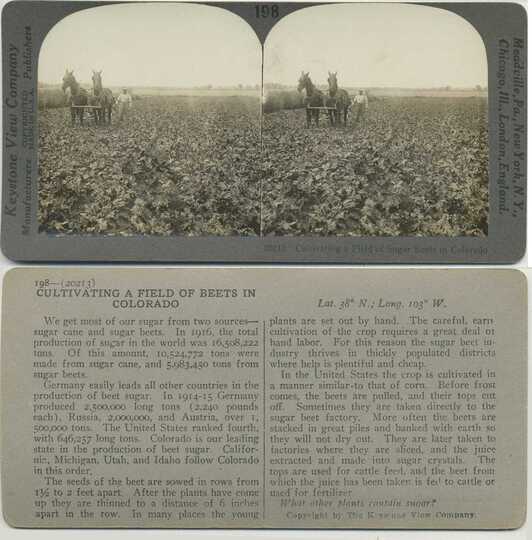 Cultivating Sugar Beet Field