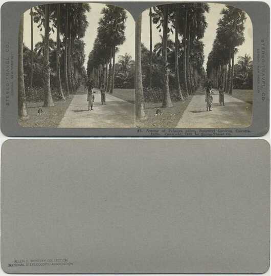 Avenue of Palmyra Palms