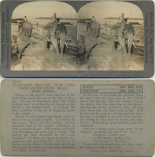 Elephants Hauling Teak Logs from River