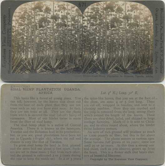 Sisal Hemp Plantation