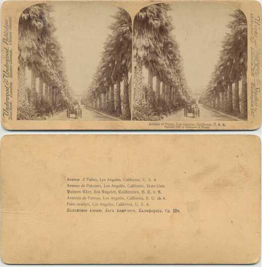 Avenue of Palms