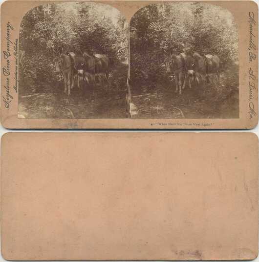 Three Saddled Mules in Woods