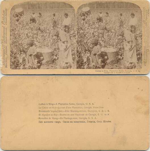 Cotton Picking Plantation Scene
