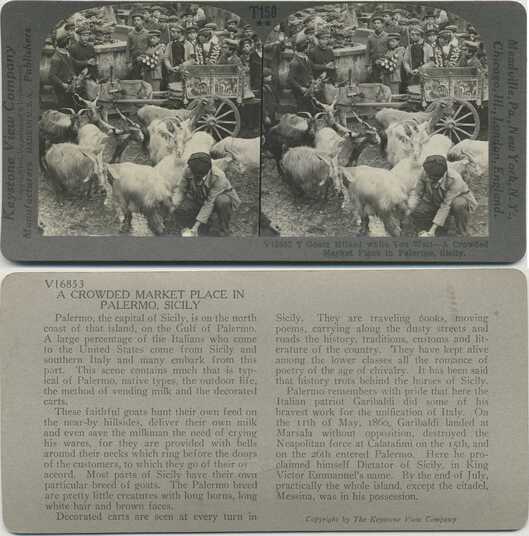 Goats Milked in Crowded Market