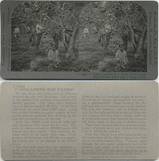 Picking Lemons in Sicilian Grove