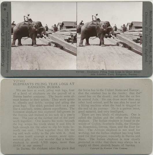 Elephants Piling Teak Logs